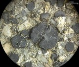 Lecidea laboriosa image