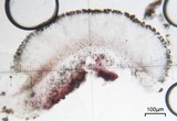 Lecidea laboriosa image