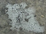 Lecidella stigmatea image