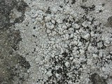 Lecidella stigmatea image