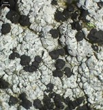 Lecidella stigmatea image