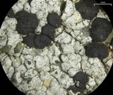 Lecidella stigmatea image