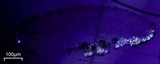 Lecidella stigmatea image