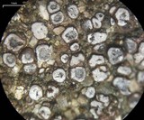 Acarospora obpallens image