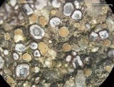 Lecanora polytropa image
