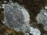 Lecanora pseudistera image