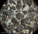 Lecanora pseudistera image