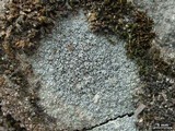 Lecanora pseudistera image