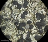 Lecidella stigmatea image