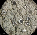 Trapelia glebulosa image