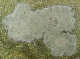 Aspicilia confusa image