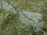 Aspicilia confusa image