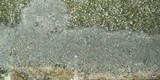 Aspicilia confusa image