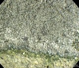 Aspicilia confusa image