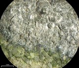 Aspicilia confusa image
