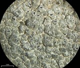 Aspicilia confusa image
