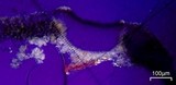 Aspicilia confusa image