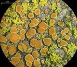Caloplaca stanfordensis image