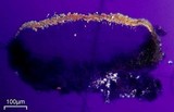 Caloplaca stanfordensis image