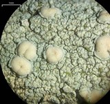 Lecanora confusa image