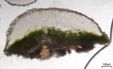 Lecanora confusa image