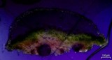 Lecanora confusa image