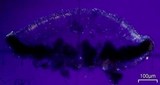 Myriolecis hagenii image