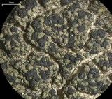 Micarea denigrata image