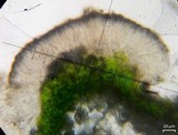 Micarea denigrata image