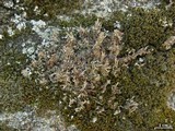 Cladonia scabriuscula image