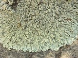 Xanthoparmelia cumberlandia image