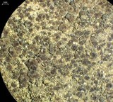 Acarospora obnubila image