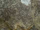 Acarospora obnubila image