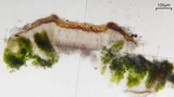 Acarospora obnubila image