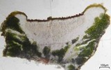 Caloplaca bolacina image
