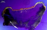 Caloplaca bolacina image