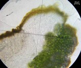 Caloplaca bolacina image
