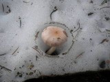 Hygrophorus goetzei image