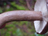 Lactarius fallax image