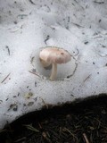 Hygrophorus goetzei image
