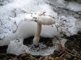 Hygrophorus goetzei image