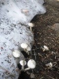 Hygrophorus goetzei image