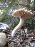 Hygrophorus goetzei image