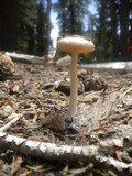 Hygrophorus goetzei image