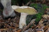 Boletus variipes image