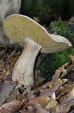 Boletus variipes image