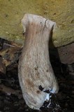 Boletus variipes image
