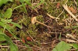 Macrocystidia cucumis image