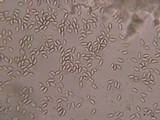 Macrocystidia cucumis image