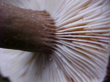 Lactarius fallax image